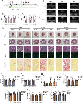 Remodeling of the gut microbiome by Lactobacillus johnsonii alleviates the development of acute myocardial infarction